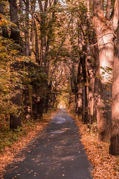 Podzim v lese. Perspektiva stezky v podzimním parku s jasně padajícími podzimními listy na silnici za slunečného ranního světla, tónovaná fotka — Stock fotografie