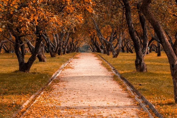 Hösten i skogen. Perspektiv på stigen i höstparken med ljusa fallna höstlöv på väg i soligt morgonljus, tonat foto — Stockfoto