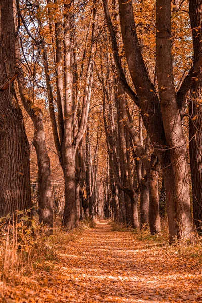 Otoño en el bosque. Perspectiva del camino en el parque de otoño donde las hojas de otoño caídas brillantes en el camino en la luz de la mañana soleada, foto tonificada —  Fotos de Stock