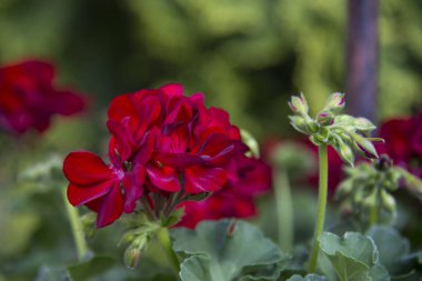 Sardunya yaz bahçesinde