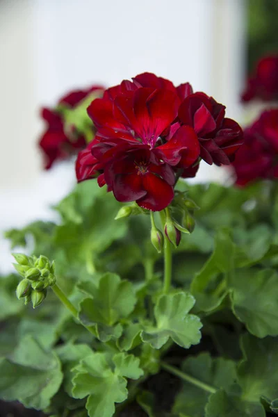 Czerwony Geranium Ogrodzie — Zdjęcie stockowe