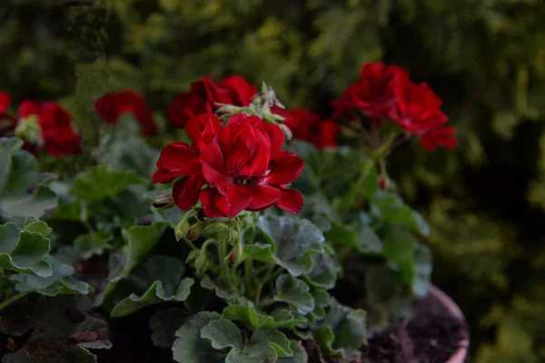 Red geranium flowers in the pot