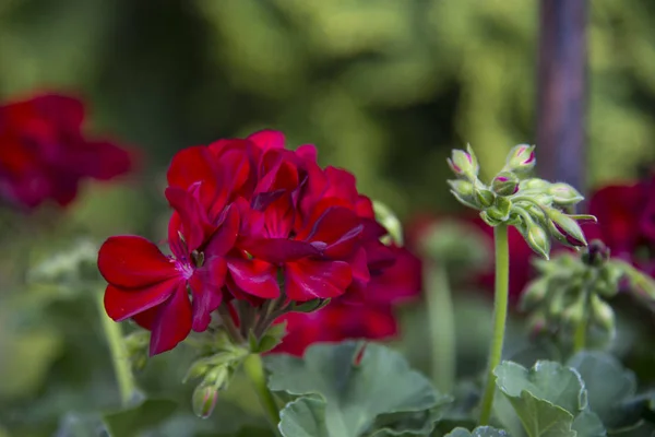 Géranium Rouge Dans Jardin Été — Photo