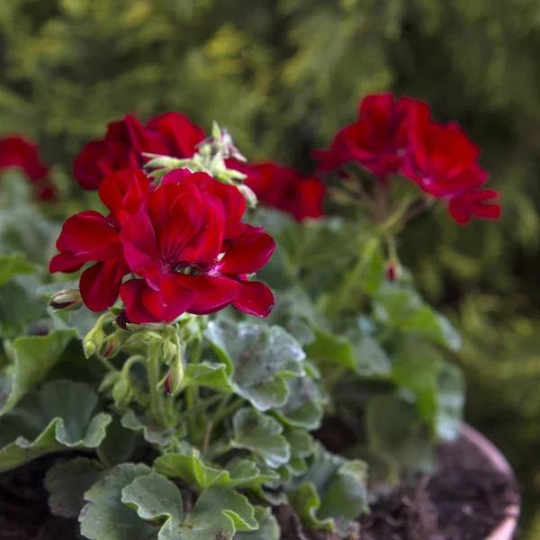 Géraniums Rouges Dans Jardin Été — Photo