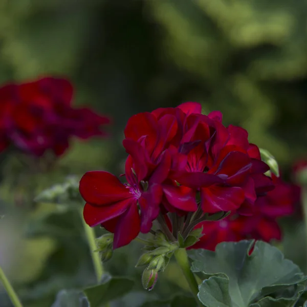 Blütenstand Roter Geranienblüten — Stockfoto