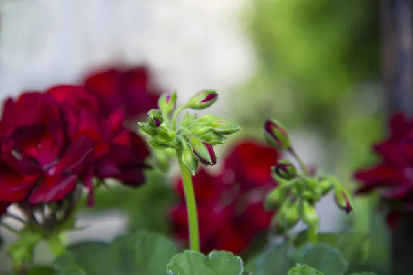Red Geranium Summer Garden — Stock Photo, Image