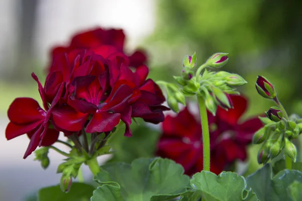 Czerwony Geranium Ogrodzie — Zdjęcie stockowe