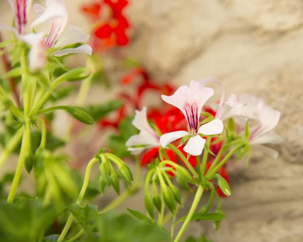 Géranium Rouge Blanc Fleurs — Photo