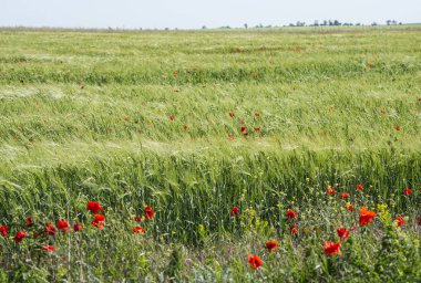 Genç buğday alanı