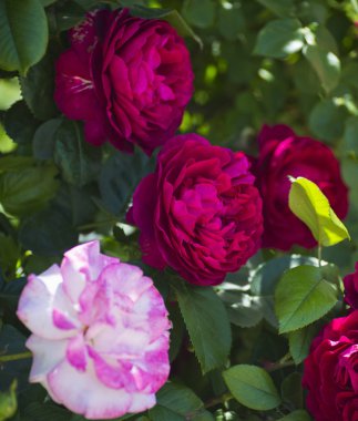 Bahçedeki güzel pembe güller