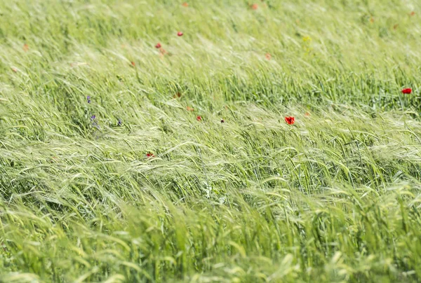 若い小麦 背景のフィールド — ストック写真