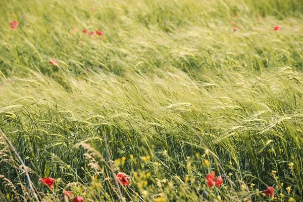 Field Wheat Background — Stock Photo, Image