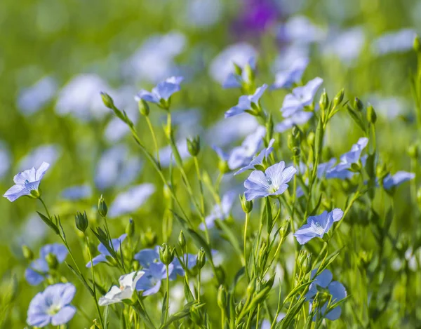 Campo Linho Florescente Primavera — Fotografia de Stock