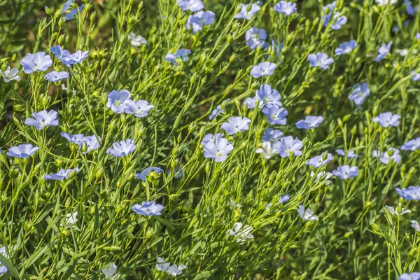 Blommande Lin Fält Våren — Stockfoto