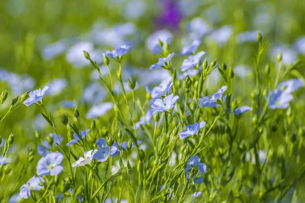 Blommande Lin Fält Våren — Stockfoto