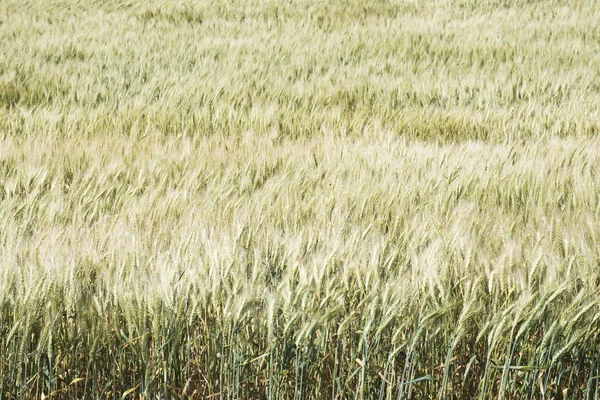 Wheat Field Summer Time Background — Stock Photo, Image