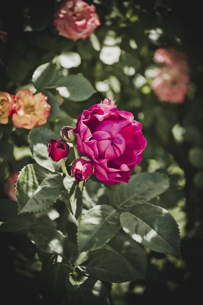 Hermosas Rosas Rosadas Jardín — Foto de Stock