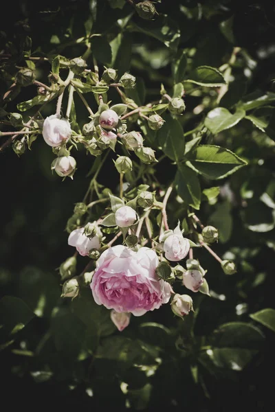 Pink Rose Bush Closeup Garden Background — Stock Photo, Image