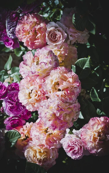 Rosa Cespuglio Rose Primo Piano Sfondo Giardino — Foto Stock