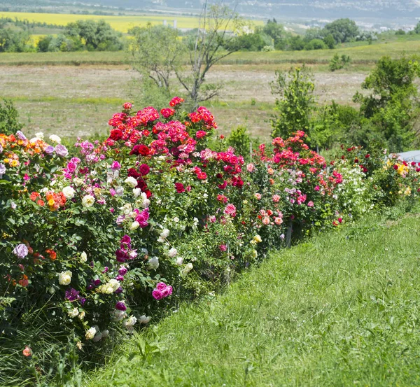 Floraison Des Roses Dans Jardin Crimée — Photo