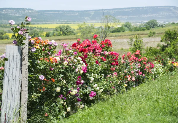 Floraison Des Roses Dans Jardin Crimée — Photo