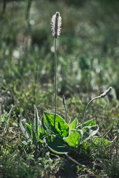 Planta Florescente Meios Cultura Plantago — Fotografia de Stock