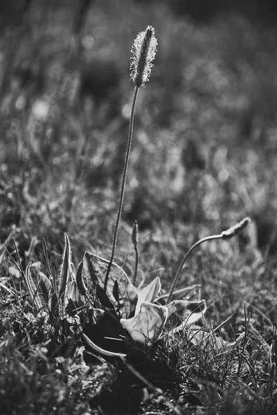 Plátano Flor Plantago Media —  Fotos de Stock