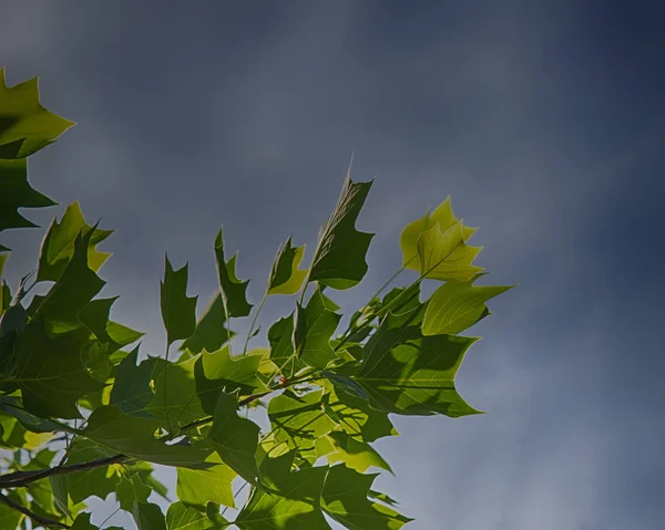 Liriodendron Tulipifera Conocido Como Árbol Los Tulipanes — Foto de Stock