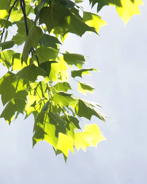 Liriodendron Tulipifera Conocido Como Árbol Los Tulipanes — Foto de Stock