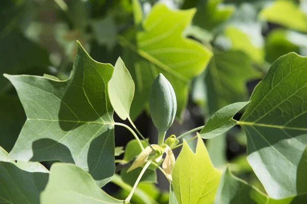 Brotes Flores Árbol Tulipán Americano — Foto de Stock