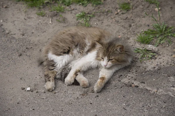 Бродячий Кіт Лежить Вулиці — стокове фото