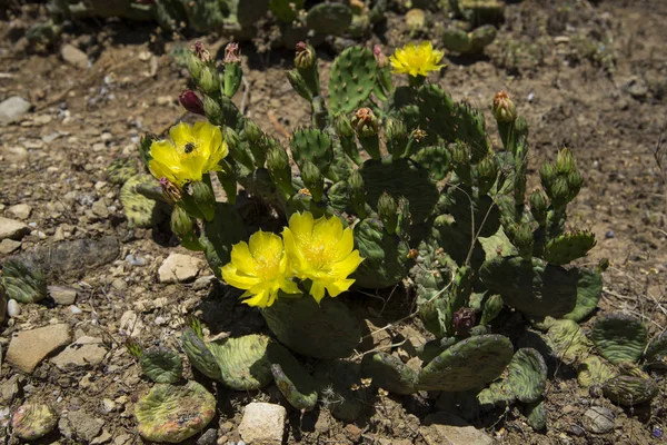 Cactus Florecientes Los Bosques Crimea — Foto de Stock