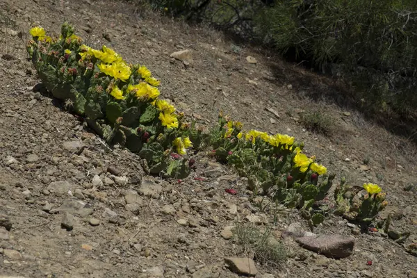 Kwitnące Kaktusy Lasach Krymu — Zdjęcie stockowe