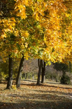 Sonbahar Şehir Parkı. Parlak sarı ağaç üzerinde yaprak