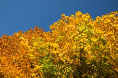 Güzel parlak mavi gökyüzü ile renkli ağaç tepelerinin