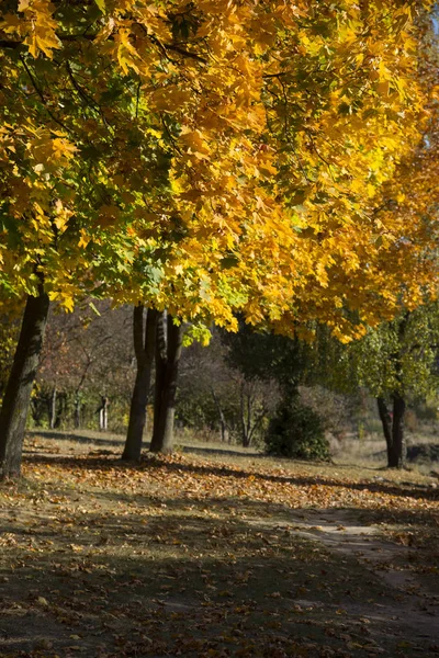 秋の都市公園 鮮やかな黄色のツリーを葉します — ストック写真