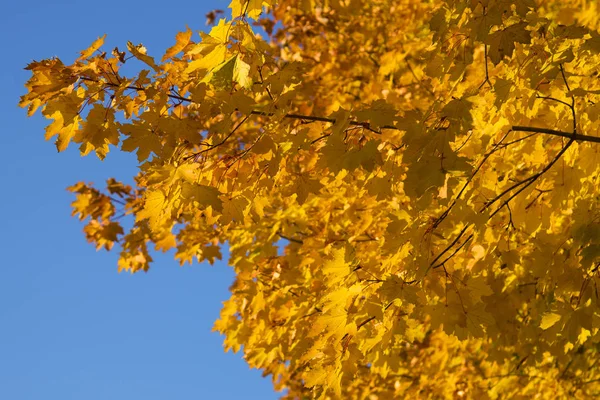 Πολύχρωμο Treetops Όμορφο Φωτεινό Μπλε Ουρανό — Φωτογραφία Αρχείου