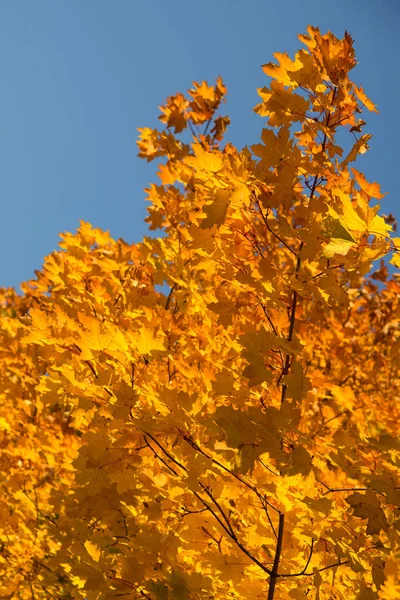 Πολύχρωμο Treetops Όμορφο Φωτεινό Μπλε Ουρανό — Φωτογραφία Αρχείου