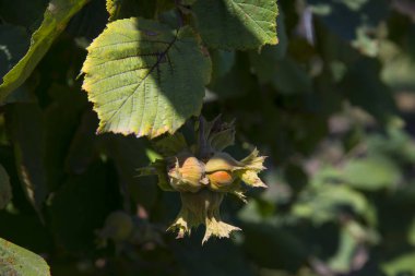 Yaz günü, thr ağaçta fındık