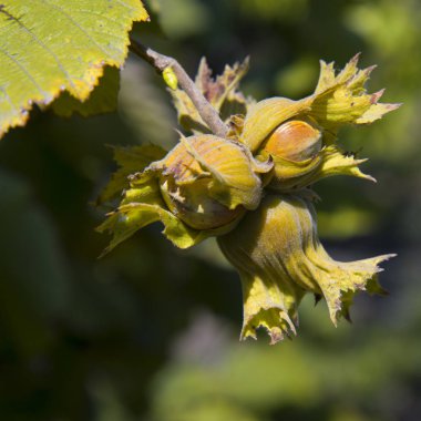 Yaz günü, thr ağaçta fındık