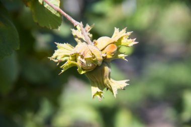 Yaz günü, thr ağaçta fındık