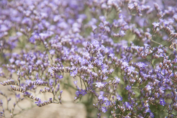 Kermek Broadleaf Limonium Platyphyllum Flores Fundo — Fotografia de Stock