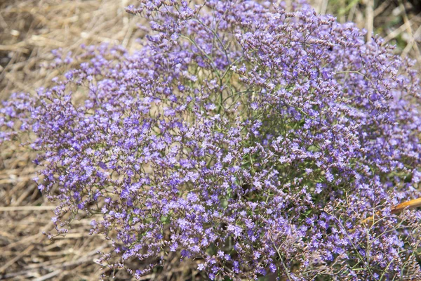 Kermek Broadleaf Limonium Platyphyllum Flores Fundo — Fotografia de Stock