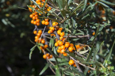 Olgun deniz cehri çilek dal