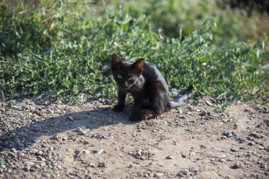 Siyah küçük kedi bir yaz gününde yeşil çim üzerinde yalan