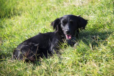 Siyah köpek bir yaz gününde yeşil çim üzerinde yalan
