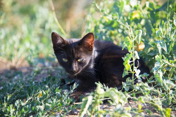 Czarny Mały Kot Leżący Zielonej Trawie Letni Dzień — Zdjęcie stockowe