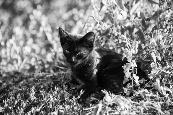 Μαύρη Μικρή Γάτα Ξαπλωμένη Στο Γρασίδι Μια Καλοκαιρινή Μέρα — Φωτογραφία Αρχείου
