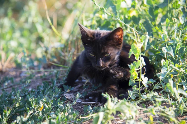 Czarny Kot Leżący Zielonej Trawie Letni Dzień — Zdjęcie stockowe