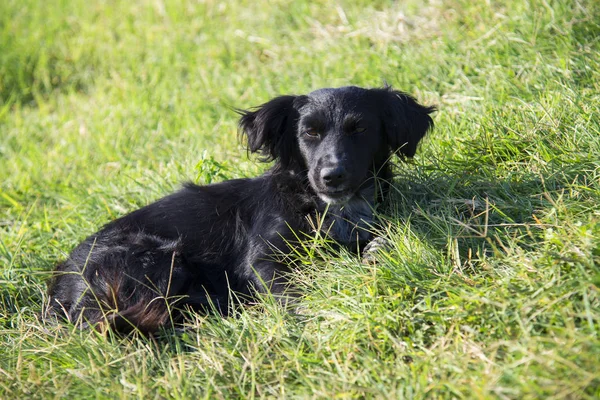 Czarny Pies Leżący Zielonej Trawie Letni Dzień — Zdjęcie stockowe